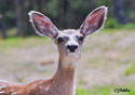 Odocoileus hemionus